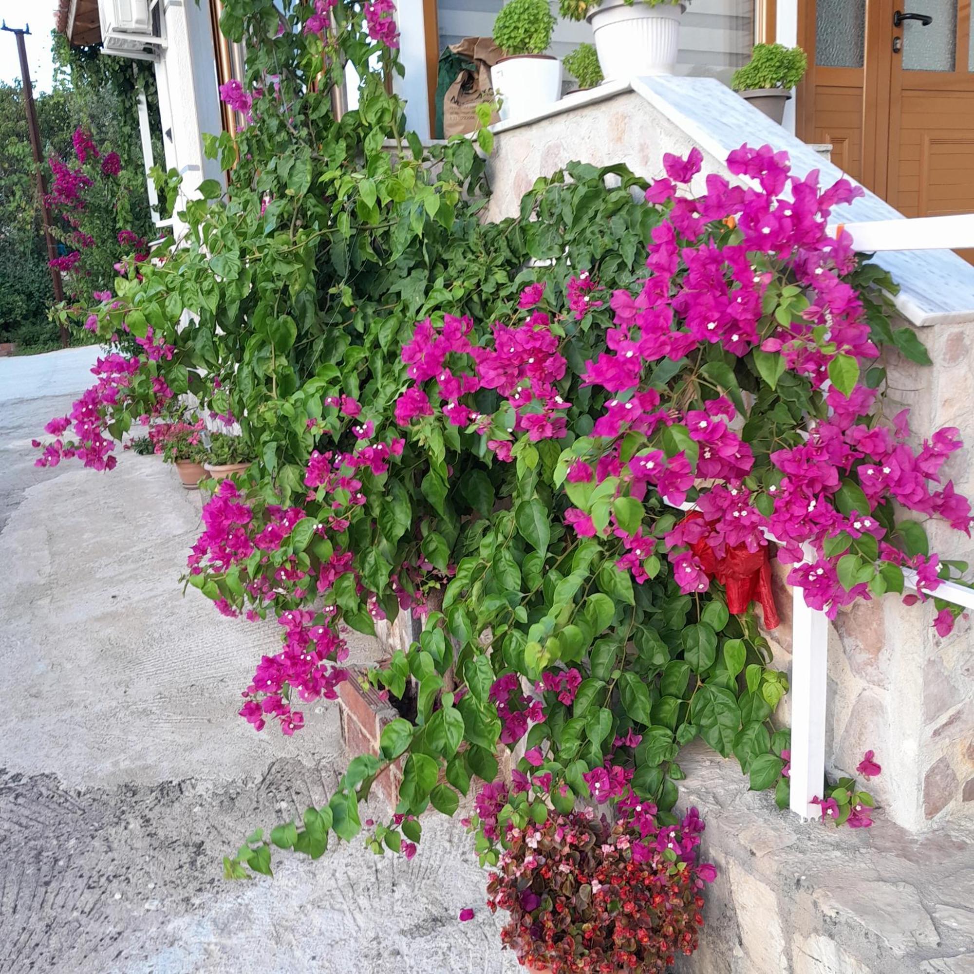 Denni'S Home Sarandë Buitenkant foto